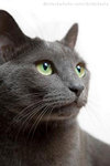 Russian_blue_cat Russian_blue_cat